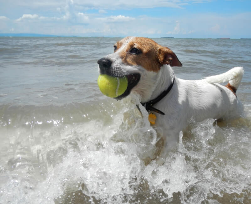 Pet Friendly House Rentals in Ocean City, MD